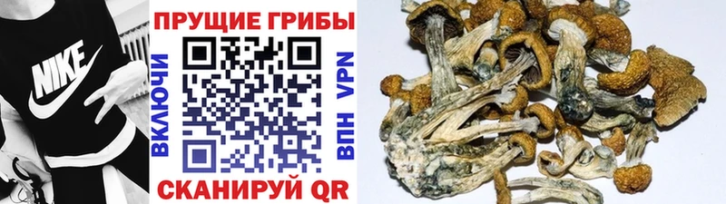 Галлюциногенные грибы мухоморы цены наркотик Чайковский